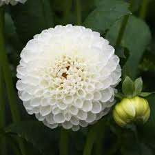 Image result for Dahlia `Snowflake`
