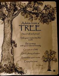 imgur post imgur tree quotes nature quotes inspirational quotes
