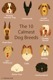 The Top 10 Calmest Dog Breeds Perfect For People With Kids In 2020 Calm Dog Breeds Calm Dogs Dog Breeds That Dont Shed