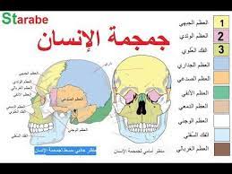 هيكل عظمي عظام الانسان كيفية رسم الجمجمة fictional characters character comics