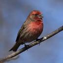 house finch