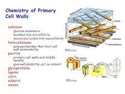 We did not find results for: Plant Cell Walls Chapter 3 Where Is The Cell Wall Of Plant Cells Located A Inside The Plasma Membrane B Outside The Plasma Membrane C Between The Plasma Ppt Download