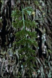 Image result for Abrodictyum