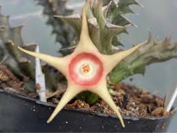 Image result for Huernia verekeri