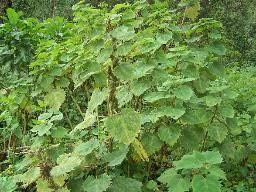 Image result for Urtica massaica