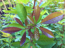 Image result for Vitex harveyana