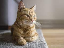 We did not find results for: What It Means When Your Cat Is Vomiting Clear Liquid