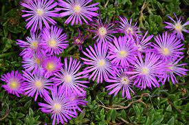Add pizzazz with this succulent ground cover that keeps on blooming from spring until fall. Table Mountain Ice Plant Delosperma John Proffitt In Detroit Ann Arbor Dearborn Royal Oak Bloomfield Michigan Mi At English Gardens