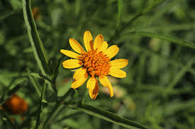 Image result for Pascalia glauca