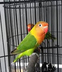 Burung lb pasjo ini memiliki warna dominan hijau yang berkombinasi dengan kuning dibagian sayapnya, serta di ujung sayap berwarna putih, warna bulu dada kuning ke. 5 Cara Mudah Mengenali Ciri Lovebird Josan Trah Juara
