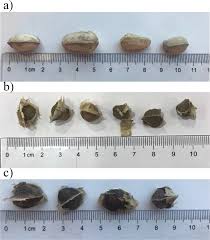 Maybe you would like to learn more about one of these? Comparative Study Of Flocculation And Adsorption Behaviour Of Water Treatment Proteins From Moringa Peregrina And Moringa Oleifera Seeds Scientific Reports