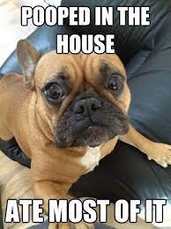 Pin By Funny Dogs And Cats On Frenchie Love French Bulldog Funny French Bulldog Quotes Bulldog Funny