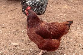 Rhode island red chickens are active docile and calm. Rhode Island Red All You Need To Know Chickens And More