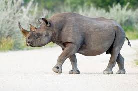 Read below for information on 53 different animals that start with the letter a, from aardvark to aye aye. 30 Animals That Start With The Letter B Names Pictures Jessica Paster