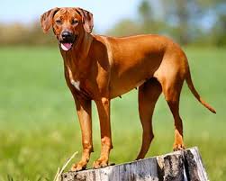 Life in a backyard is too boring for them, and they'll entertain themselves by uprooting trees the size of a midlife. Rhodesian Ridgeback Dog Breeds Purina Australia
