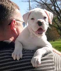 The brindle coloring ranges from sparse but clearly defined black stripes on a fawn. Puppy House Training House Train Your Dog The Right Way Potty Training Puppy