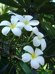 Thiwat was the only witness to the crime scene when she got killed. à¹ƒà¸„à¸£à¸§ à¸² à¸¥ à¸™à¸—à¸¡ à¹€à¸¥ à¸¢à¸‡à¸¢à¸²à¸ à¹€à¸—à¸„à¹‚à¸™à¹‚à¸¥à¸¢ à¸Šà¸²à¸§à¸š à¸²à¸™