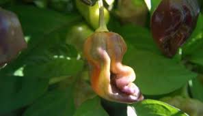 Check spelling or type a new query. Ghost Pepper Plants