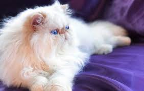 Rocky is living with michelle in way west nebraska!!! Himalayan Persian Cattery In California