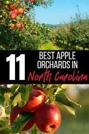 Apple Picking In North Carolina 11 Orchards To Explore In 2020 Apple Picking Apple Visit North Carolina