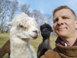 Alpackagården öppnar för säsongen