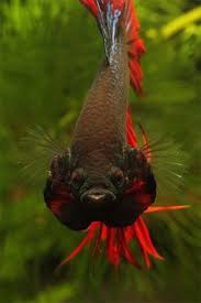 ( i don't think the snail even notices him lol. 230 Betta Ideas Betta Fish Siamese Fighting Fish