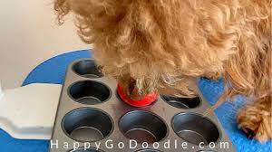 Cornstarch For Matted Dog Hair A Heck Of A Hack Happy Go Doodle