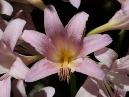 My only wish, (beyond being one of the lucky dudes that gets to do this with her), is that she doesn't allow more glorifying of her beautiful pink asshole!! Pink Lily Flower Images Free Stock Photos Download 11 959 Free Stock Photos For Commercial Use Format Hd High Resolution Jpg Images