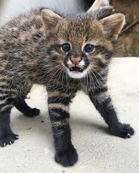 The leopardus colocolo is a small species of cat that ranges in central and northern chile where it is found on the western slopes of the andes. Startled Pampas Cat A Small Wildcat Native To South America Aww