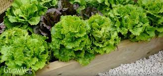 This is why you might find that you can grow lettuce in the spring and it tastes sweet but later in the season it struggles. Growing Lettuce From Sowing To Harvest