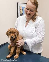 Maybe you would like to learn more about one of these? Towne Square Animal Clinic Home Facebook