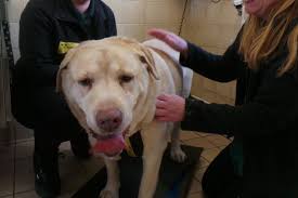 Next, form the body by making 2 circles and connecting the top and bottom of the circles with curved lines. Porky Pet Needs To Lose Weight Of A Husky Before Finding New Home Liverpool Echo