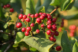 Image result for Psorospermum febrifugum