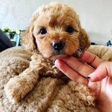 masum suratli minik poodle yavru kopek pelus