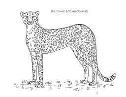 Check out here 10 amazing cheetah coloring pages printable for your kids. Cheetah Coloring Page Worksheets Teaching Resources Tpt
