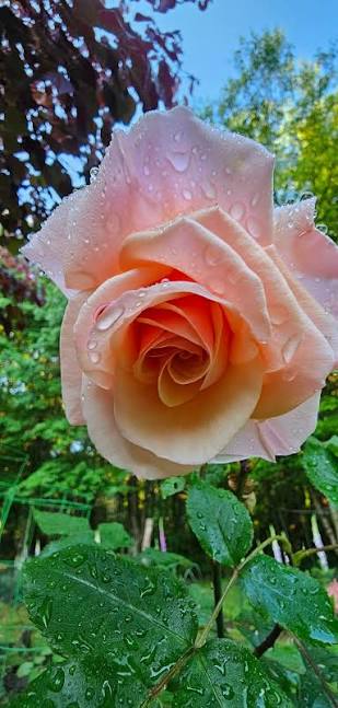 Beautiful rose in my garden after rain