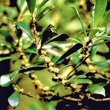 Image result for Myrsinaceae