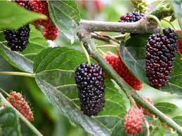 The mulberry tree is a small to medium sized deciduous tree or large shrub. Preventing Mulberry Fruit Information On How To Sterilize Mulberry Trees