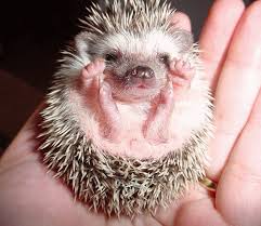 This is the translation of the word hedgehog to over 100 other languages. Inspired By Animals In 2013 Day 7 The Hedgehog Animal Welfare Party