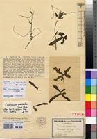 Image result for Corallocarpus welwitschii