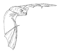 Deep Big Brown Bat Coloring Page Bat Coloring Pages Bat Art Animal Coloring Pages