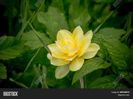 Crocuses come in pink, yellow, white and purple and are planted in corms. Early Spring Yellow Image Photo Free Trial Bigstock
