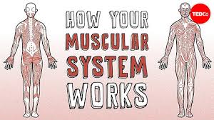 Click on the labels below to find out more about your muscles. How Your Muscular System Works Emma Bryce Youtube