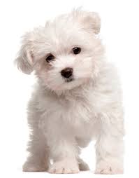 Welcome to henry's maltese, iowa maltese breeders, the leading source of purebred, registered maltese puppies and morkies for sale in iowa and the surrounding areas. Maltese For Sale White Teacup And Other Ct Breeder