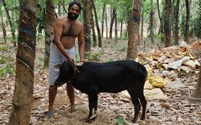 Move over teacup pigs… miniature cows are the new adorable tiny pet you can buy in australia. India To Fight Climate Change With Dwarf Cows That Rarely Break Wind