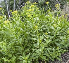 Image result for Senecio latifolius