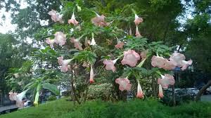 Image result for Bignoniaceae