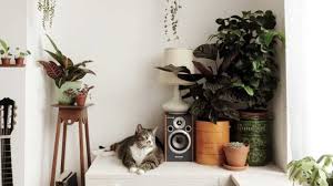 The potato family includes plants such as potatoes, tomatoes, peppers and chillies all of which contain a toxic substance called glycoalkanoid solamine which can be poisonous to cats. Oxxvbz Y3piwem