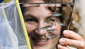 Congratulations, Andrea Pauli! 👩‍🔬🐟🔬 As Whitman Center Early Career  Fellow, she and four of her PhD students will study the molecular  mechanisms that drive fertilisation and embryonic development at the iconic  Marine