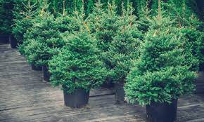Wann darf der tannenbaum ausgepflanzt werden? Weihnachtsbaum Im Topf Tipps Fur Kauf Pflege Das Haus